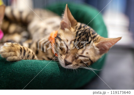 A small kitten, adorned with a pink collar, is currently sitting inside a cage A small kitten, adorned with a pink collar, is currently sitting inside a cage 119173640