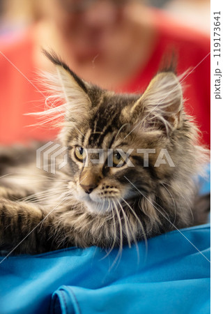 A cat is lying on a blue cloth, gazing intently at the camera A cat is lying on a blue cloth, gazing intently at the camera 119173641