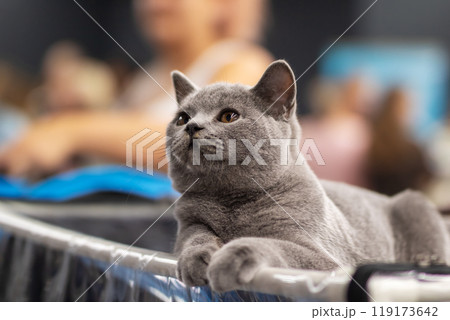 A gray cat with yellow eyes is lying down, looking at the camera 119173642