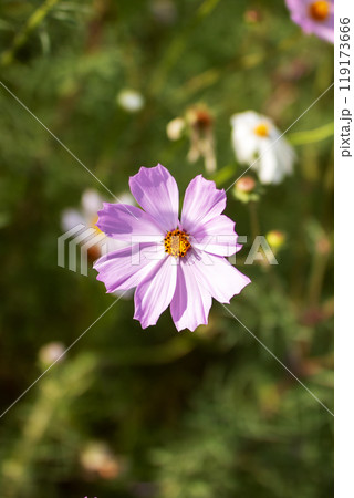 Closeup of a vibrant purple flower with a yellow center in grass Closeup of a vibrant purple flower with a yellow center in grass 119173666