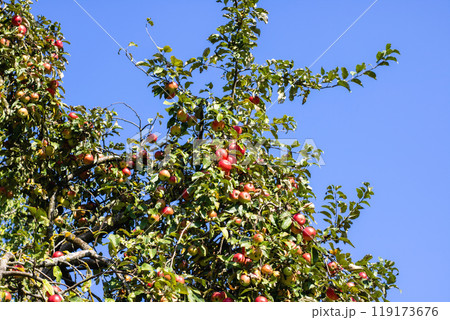 A flourishing tree laden with numerous red apples on its branches 119173676