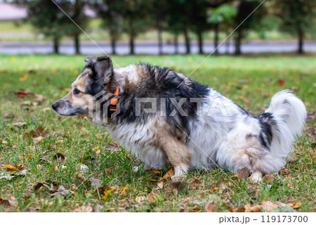 A dog wearing an orange collar is sitting comfortably in the grass A dog wearing an orange collar is sitting comfortably in the grass 119173700