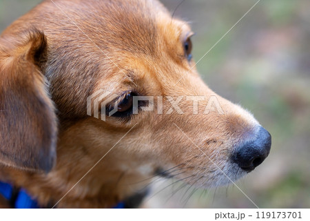 This is a closeup image of a brown dog with a blue collar on its neck This is a closeup image of a brown dog with a blue collar on its neck 119173701