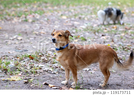 A brown dog, wearing a blue collar, is peacefully sitting in the grass 119173711
