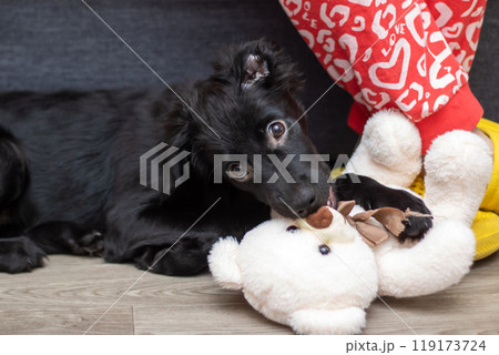 A black dog plays with a white teddy bear on the ground 119173724
