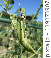 スナップエンドウを食害するオオタバコガの幼虫（中齢幼虫）2 119173907