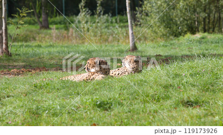 cheetah in a park cheetah in a park 119173926