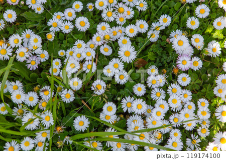 daisies flowers in a garden at spring in France 119174100