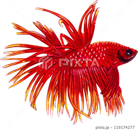 Beautiful Thai crown-tailed fighting fish siamese wild bettas watercolor painting hand-drawn illustration 119174277
