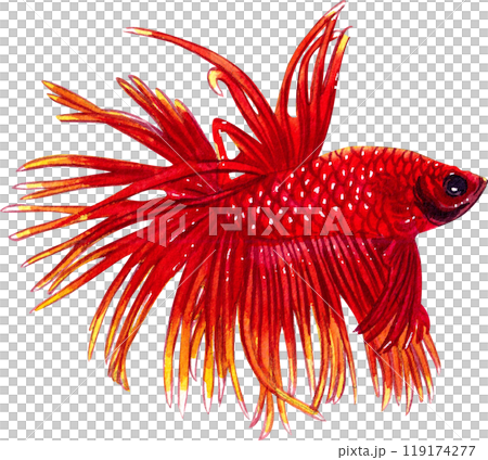 Beautiful Thai crown-tailed fighting fish siamese wild bettas watercolor painting hand-drawn illustration 119174277