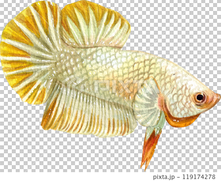 yellow betta siamese wild bettas watercolor painting hand-drawn illustration yellow betta siamese wild bettas watercolor painting hand-drawn illustration 119174278
