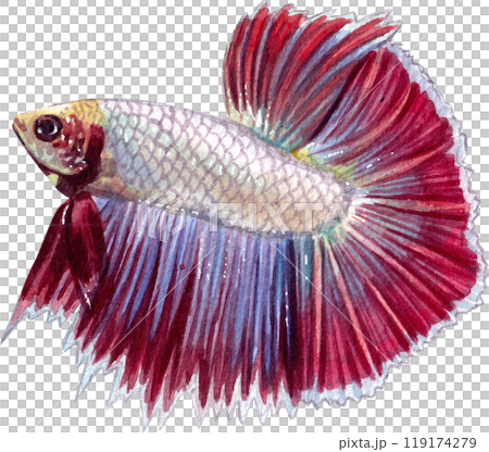 siamese wild bettas watercolor painting hand-drawn illustration 119174279