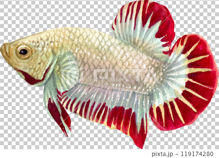 siamese wild bettas watercolor painting hand-drawn illustration 119174280