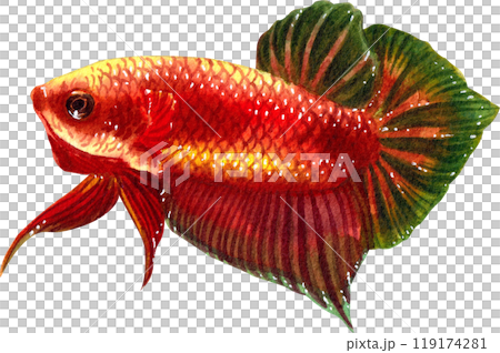 red betta siamese wild bettas watercolor painting hand-drawn illustration 119174281
