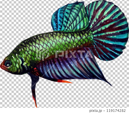 betta smaragdina siamese wild bettas watercolor painting hand-drawn illustration betta smaragdina siamese wild bettas watercolor painting hand-drawn illustration 119174282