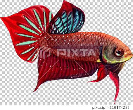 betta splendens siamese wild bettas watercolor painting hand-drawn illustration 119174283
