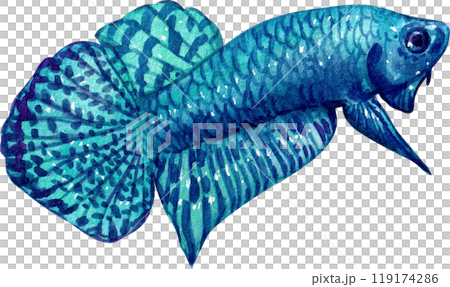 betta mahachaiensis siamese wild bettas watercolor painting hand-drawn illustration 119174286