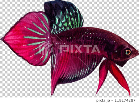 betta splendens siamese wild bettas watercolor painting hand-drawn illustration 119174287