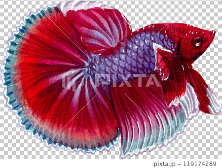 siamese wild bettas watercolor painting hand-drawn illustration 119174289