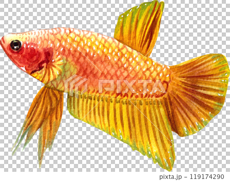 yellow betta siamese wild bettas watercolor painting hand-drawn illustration yellow betta siamese wild bettas watercolor painting hand-drawn illustration 119174290
