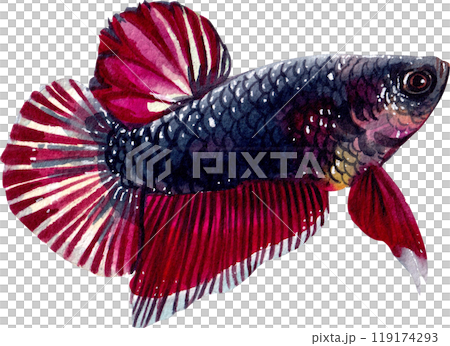 black and red betta siamese wild bettas watercolor painting hand-drawn illustration 119174293