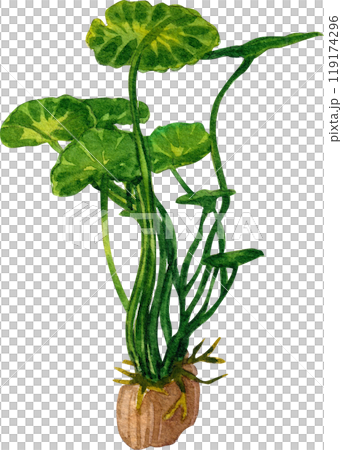 anubias aquarium plants watercolor painting hand-drawn illustration 119174296