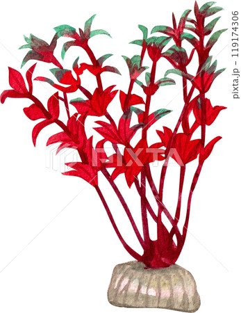 ammannia senegalensis aquarium plants  watercolor painting hand-drawn illustration 119174306