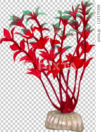 ammannia senegalensis aquarium plants  watercolor painting hand-drawn illustration 119174306