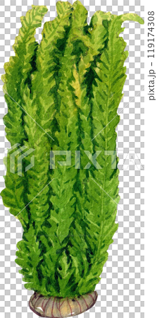 java fern aquarium plants watercolor painting hand-drawn illustration java fern aquarium plants watercolor painting hand-drawn illustration 119174308