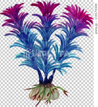 aquarium plants ammannia senegalensis watercolor painting hand-drawn illustration aquarium plants ammannia senegalensis watercolor painting hand-drawn illustration 119174309