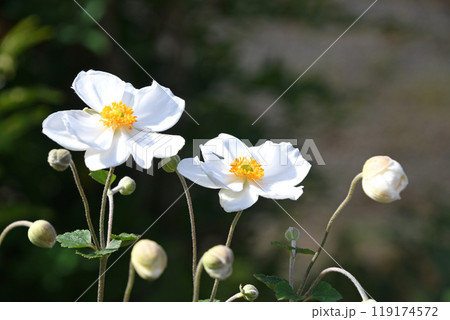 シュウメイギク（秋明菊） 119174572