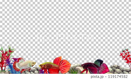 red betta siamese wild bettas horizontal frame watercolor painting hand-drawn illustration red betta siamese wild bettas horizontal frame watercolor painting hand-drawn illustration 119174582