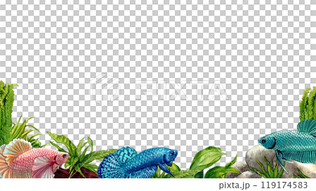 blue betta siamese wild bettas horizontal frame watercolor painting hand-drawn illustration blue betta siamese wild bettas horizontal frame watercolor painting hand-drawn illustration 119174583