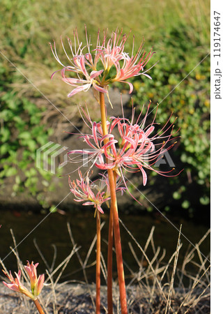 ヒガンバナ 119174647