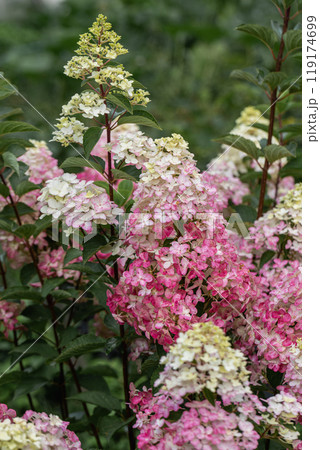 Hydrangea paniculata sort Fraise Melba hydrangea with pink flowers blooms in the garden in summer Hydrangea paniculata sort Fraise Melba hydrangea with pink flowers blooms in the garden in summer 119174699