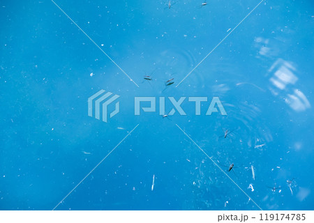 池に浮かぶアメンボウ 119174785