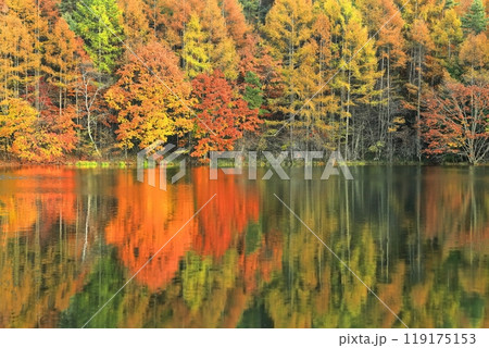 【長野県】シンメトリーな御射鹿池の紅葉 【長野県】シンメトリーな御射鹿池の紅葉 119175153