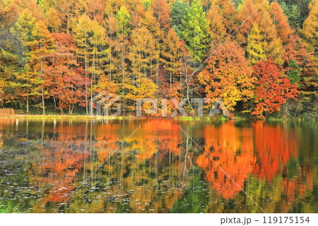 【長野県】シンメトリーな御射鹿池の紅葉 119175154