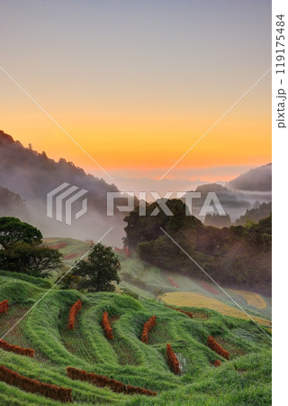 霧がかかる刈入れの終わった大山千枚田 霧がかかる刈入れの終わった大山千枚田 119175484