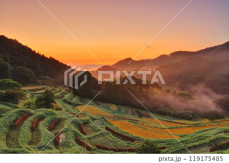霧がかかる刈入れの終わった大山千枚田 119175485