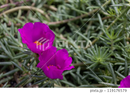 ピンク色の松葉牡丹（マツバボタン）の花 119176579