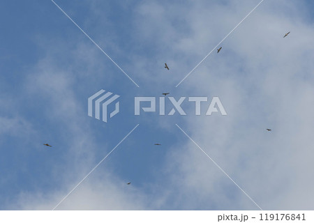 空飛ぶサシバの群れ 119176841
