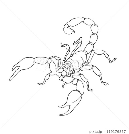 Скорпион линейный рисунок, векторное изображение. Маленькое ядовитое существо. Для печати гороскопов, календарей, логотипов. Для создания татуировок и гравюр, дизайна сайтов. Из коллекции гороскопов. Скорпион линейный рисунок, векторное изображение. Маленькое ядовитое существо. Для печати гороскопов, календарей, логотипов. Для создания татуировок и гравюр, дизайна сайтов. Из коллекции гороскопов. 119176857
