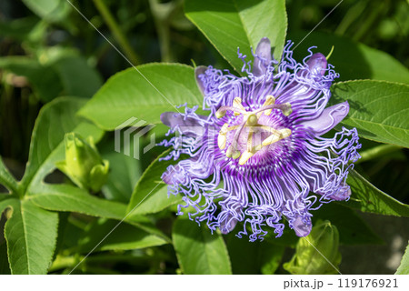 チャボトケイソウの花 119176921