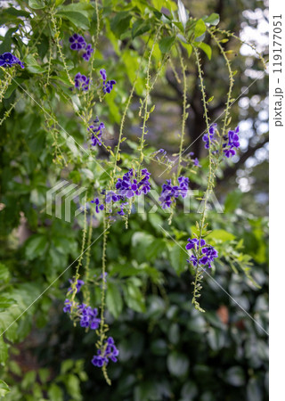 紫色の垂れ下がって咲く花「デュランタ」 119177051