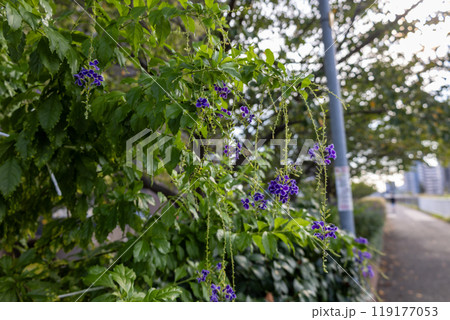 紫色の垂れ下がって咲く花「デュランタ」 紫色の垂れ下がって咲く花「デュランタ」 119177053