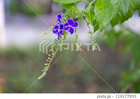紫色の垂れ下がって咲く花「デュランタ」 紫色の垂れ下がって咲く花「デュランタ」 119177055