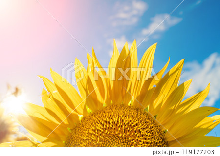 Half of a sunflower flower against a blue sky. The sun shines through the yellow petals. Agricultural cultivation of sunflower for cooking oil. Half of a sunflower flower against a blue sky. The sun shines through the yellow petals. Agricultural cultivation of sunflower for cooking oil. 119177203