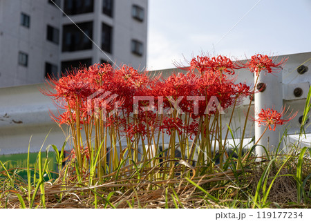 土手に咲く赤いヒガンバナ 119177234