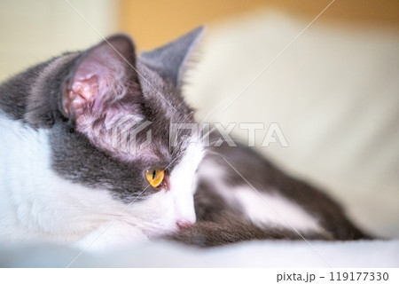 Cat, Bed, Sleeping: A close-up of a grey and white cat lying on a bed, taking a nap. Cat, Bed, Sleeping: A close-up of a grey and white cat lying on a bed, taking a nap. 119177330